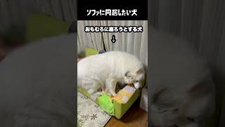 ソファに同居したい愛犬　#greatpyrenees #大型犬のいる生活 #大型犬 #大型犬と暮らす #グレートピレニーズ #ゴールデンレトリバー #愛犬 #犬のいる生活