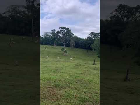 Matina Limon 2026 04 17 at 7 22 34 PM