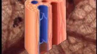 Sistema Cardiovascular