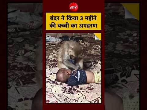 Monkey ने Baby को बनाया Hostage, Viral Video देखकर कांप जाएंगे