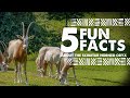 5 Fun Facts About The Scimitar Horned Oryx