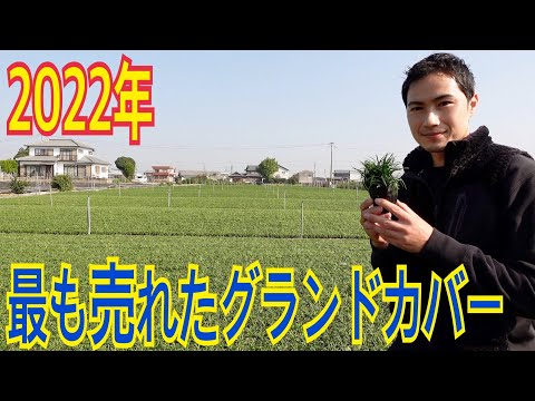 開花グランドカバー: 最も美しい種 トピックス