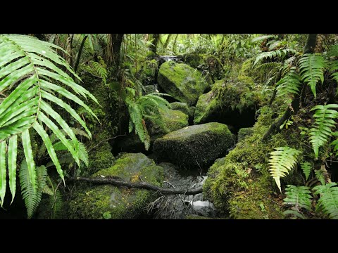 Quelle Der Ruhe: Ein plätschernder Bach mittem im Wald für Meditation und Schlaf