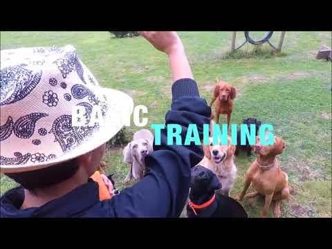 Meet DogStroll, the Best Doggy Daycare in London