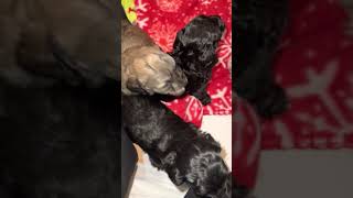 Havapoo Puppies Videos