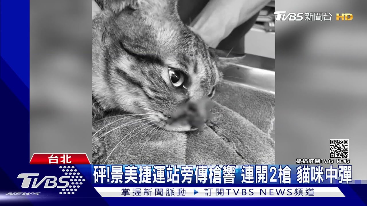 景美民宅遭開2槍!貓「頭部中彈」吐血 變態槍手追緝中