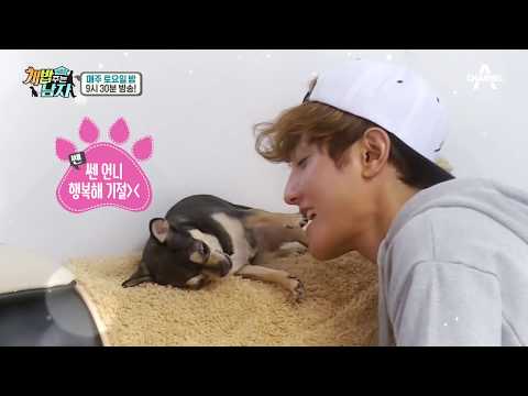 (개.막장주의) 왔다! 맥시멈!_웹오리지널ver / 채널A 개밥주는남자