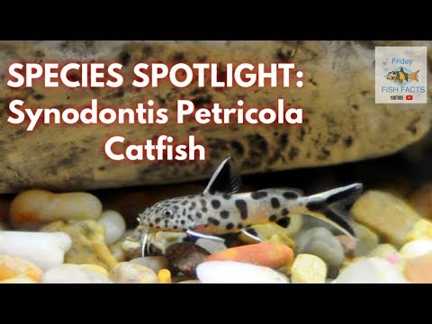 Synodontis petricola — species spotlight