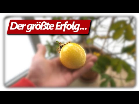 Passionsfrucht Maracuja erfolgreich anbauen in Deutschland Teil 2