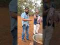 Baba Ne Kachha Gurda Khaya ️ Chickenlegpiece Ulhaskamathe Foodsharing Indianfood Shorts