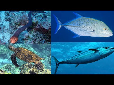 SCUBA DIVING WITH THE ANGELS AT ANGEL CITY DIVE SPOT @ BONAIRE