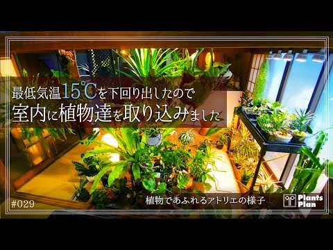 植物と一緒に移動する場合は、大きなシャベルを使って植物を確実に取り出してください