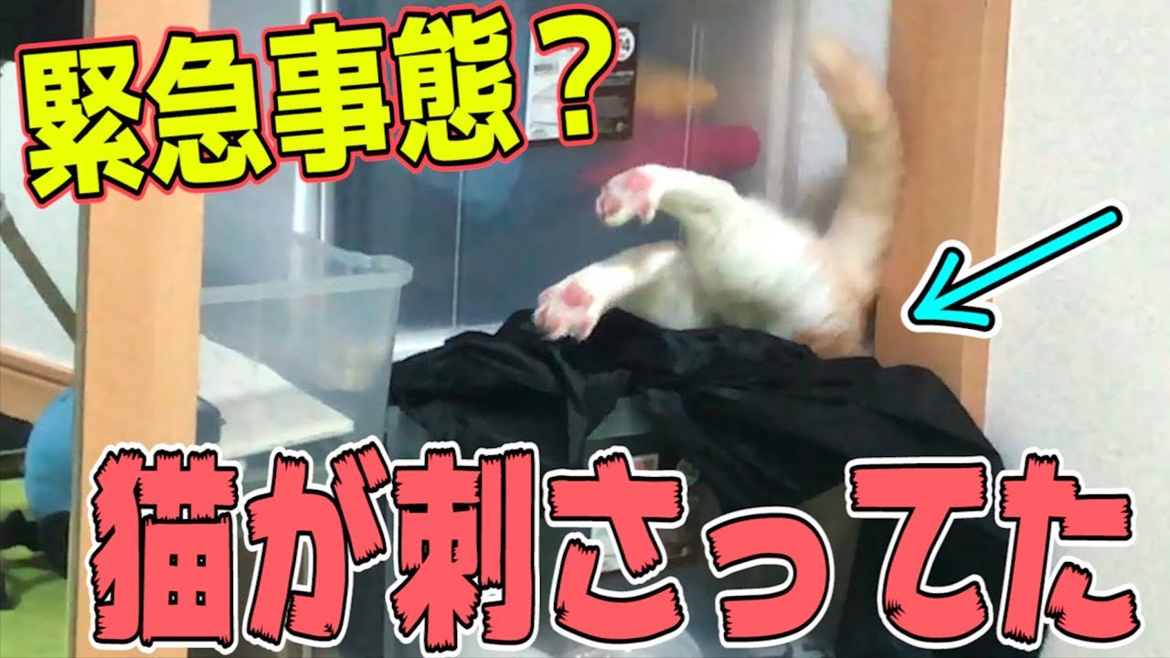 【緊急事態？】朝起きたら猫が棚に突き刺さっていた