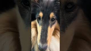 カメラが気になるラフコリー　#コリー #名犬ラッシー #大型犬との暮らし #大型犬 #ラフコリー 