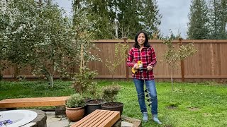 We Planted a Flower Bulb Lawn!