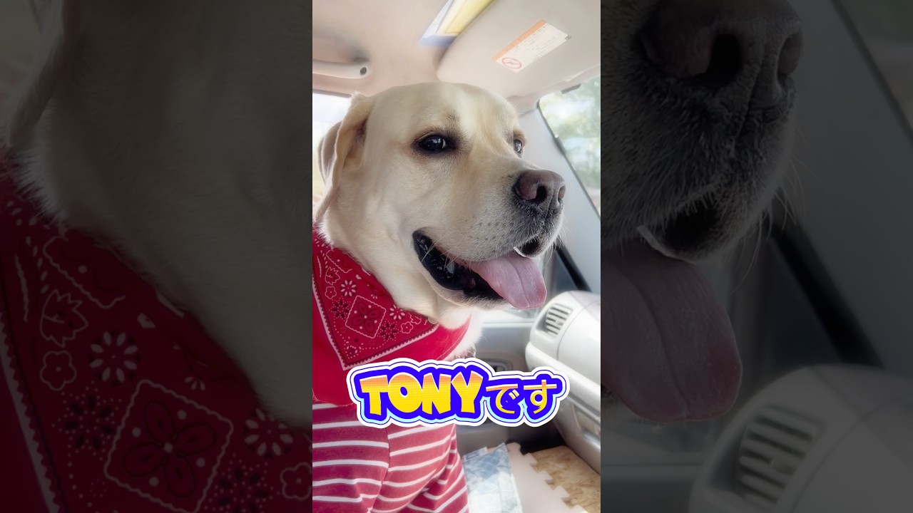 おかあさんとおイモ屋さんにいったとです♪♪✨🍠