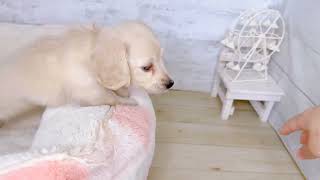 ミニチュアダックスの動画01