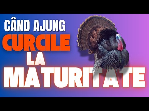 La ce vârstă ajung curcile la maturitate?