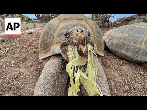 Gramma, the Galápagos tortoise at San Diego Zoo, dies at about age 141