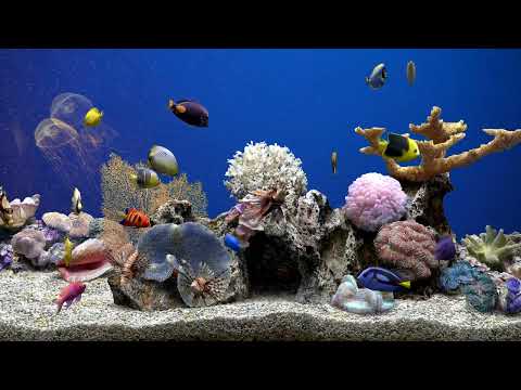 Dream Aquarium  Fish Tank | No Music | Calming Water Sounds | 5 Hours