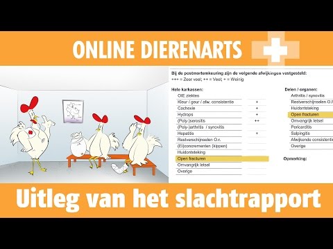 , title : 'Online Dierenarts: Uitleg van het slachtrapport - www.pluimveeweb.nl'