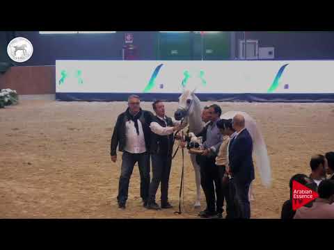 N.60 ABHAA HARRAN - SEWC 2017 - Colts Championship (Class 9)