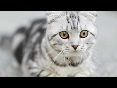 Instagram New Trend (Cat Version)