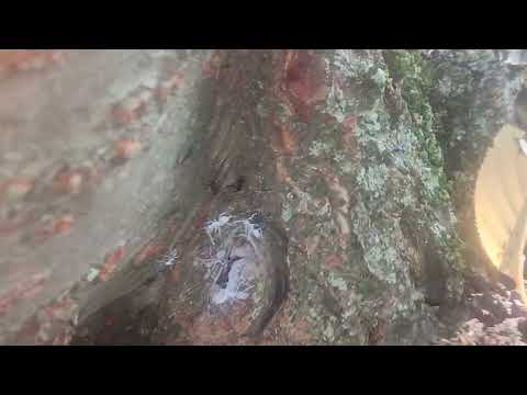 Found Some Carpenter Ants in an Old Tree in Keyport, NJ