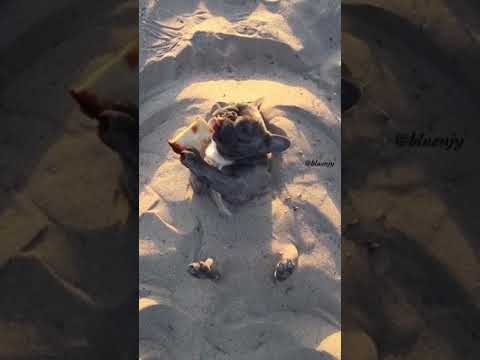 Happy Dog Enjoys Pizza on the Beach