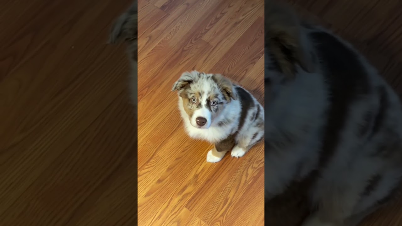 All I need is Cowboy Coffee & my Mini Aussie