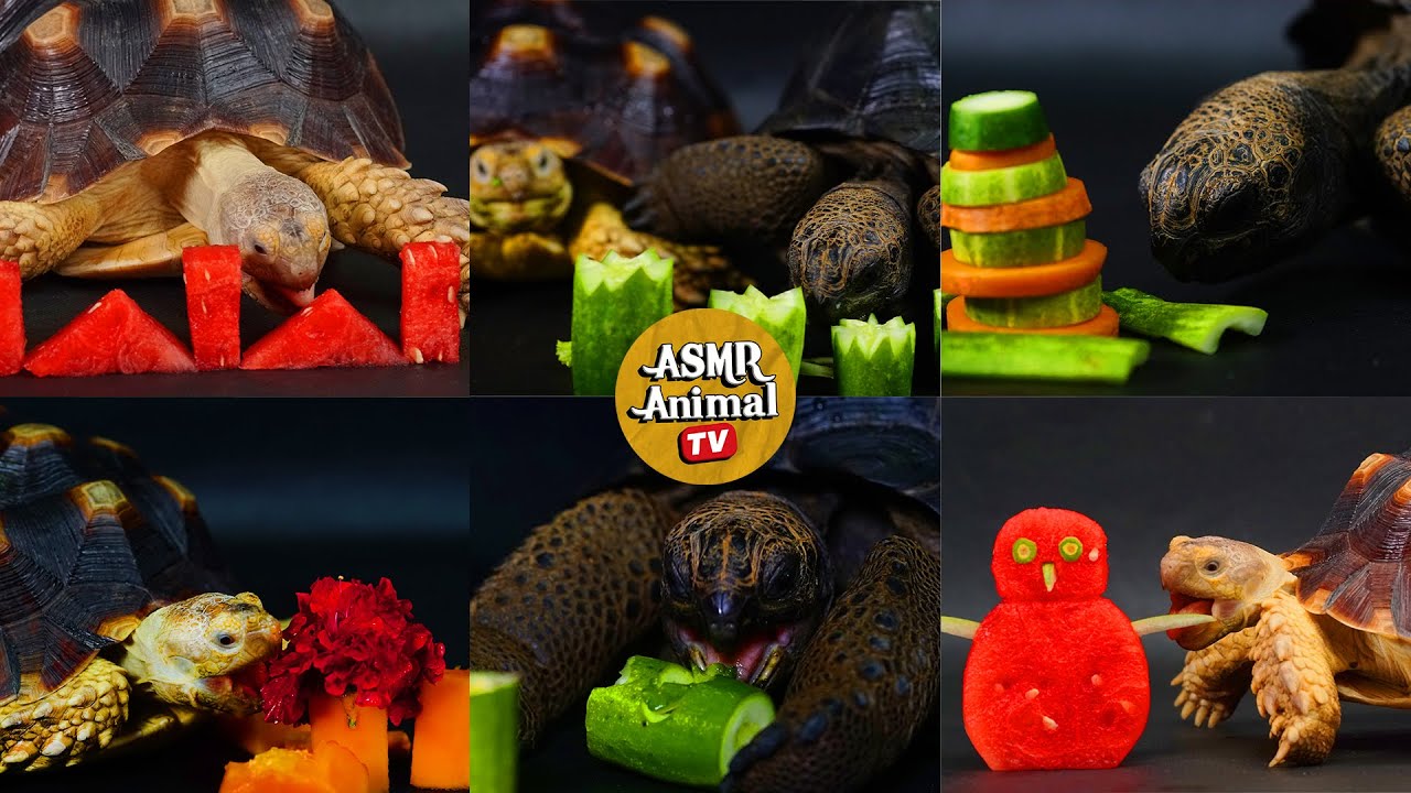 ASMR MUKBANG | TURTLE EATING FOOD | Compilation#4