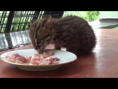 Stray Rusty spotted cat under the care of wildlife officials.