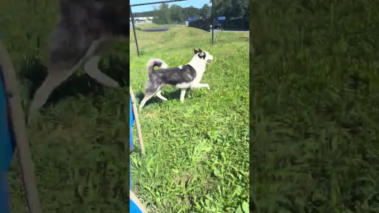 Enlarge Denver, a Adopted Siberian Husky in Yonkers, NY video 6/6