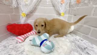 ミニチュアダックスの動画02