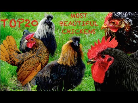 Top20 Most beautiful chicken breeds - Sebrigth, Ayam Cemani,  Dutch Bantam, Silkies, Yokohama fowl