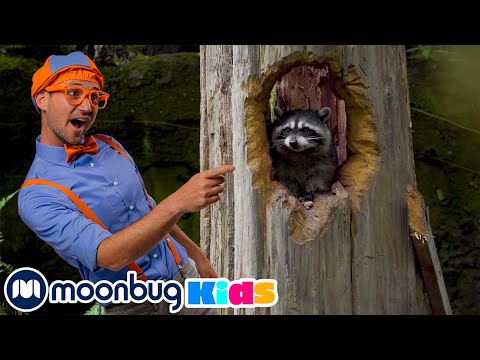 Blippi Visits the Wildlife Park - Learn About Animals | @Blippi
