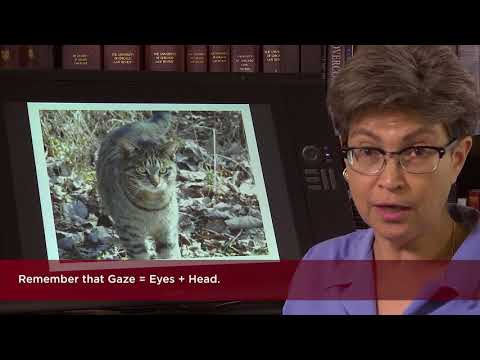 13.1 The Vestibular System