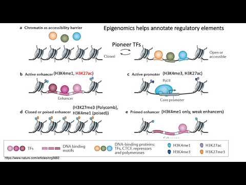 MCB 182 Lecture 8.2 - Histone modifications, ChIP-seq, CUT&RUN