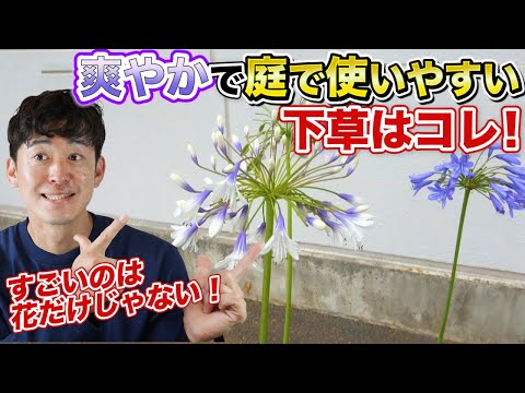 アガパンティーニについて詳しく解説