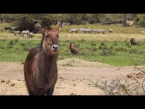 Amazing Talking Beautiful Female Waterbuck Gives a Welcome at the Watering Hole at the Ngorongoro