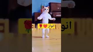 الاكتر طلبا انوار أنوار ترند ترند السعودية cat new جوجو أولاد