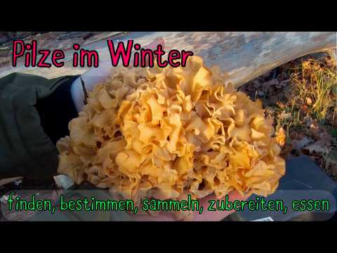 Winter mushrooms - finding, identifying, collecting & eating mushrooms, or in other words - Mushr...