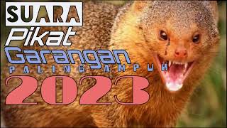 Download lagu Suara pikat garangan paling ampuh terbaru 2024. durasi panjang. jamin joss mp3