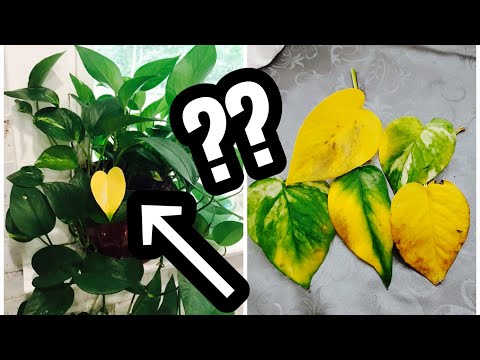 Pothos Plant Leaves Turning YELLOW?