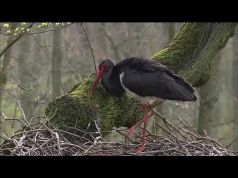 Sielmanns heimische Tiere - Der Schwarzstorch