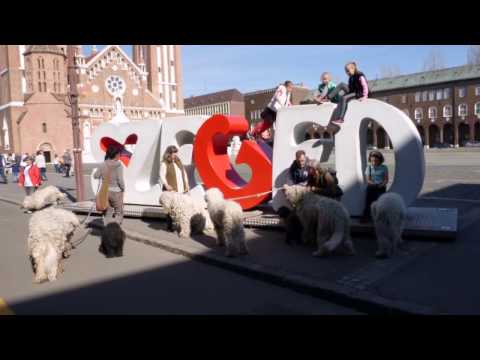 Köszönjük Szeged! - Thank you Szeged city!