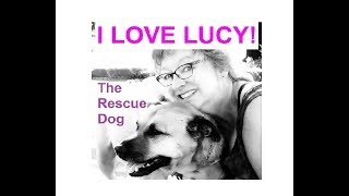 I Love Lucy THE RESCUE DOG