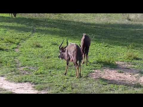 Djuma: Nyala bull bachelor herd - 16:06 - 10/14/20