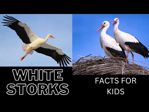 WHITE STORKS - FACTS FOR KIDS!