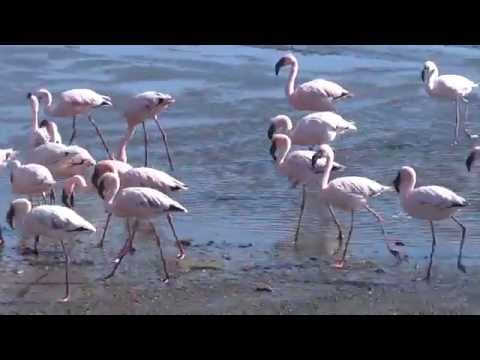 Walvis Bay 04, Namibia 2016